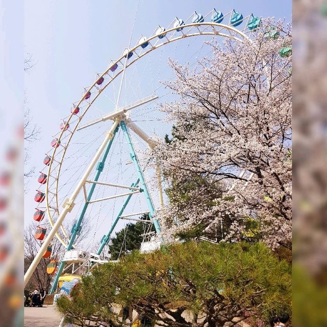 South Korea Largest Theme Park!