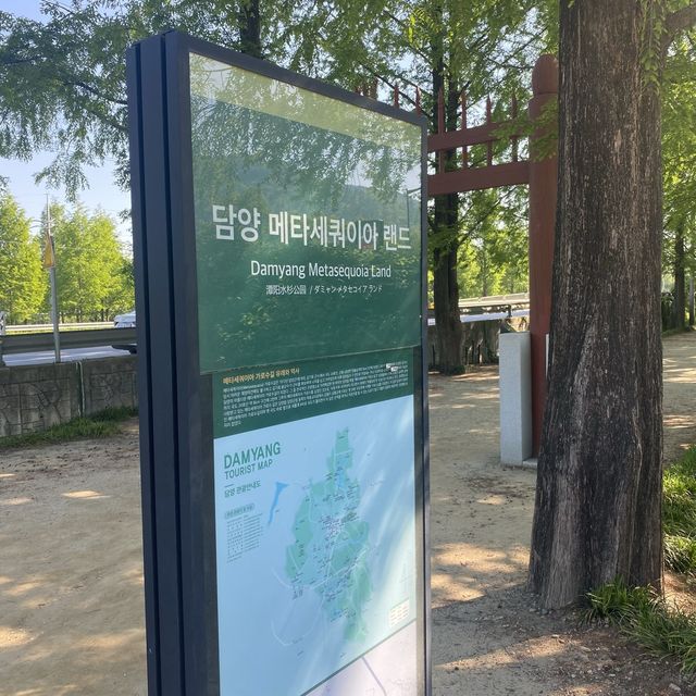 담양🌱 여름도 이쁜 단풍맛집 메타세콰이어길