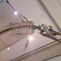 Smithsonian Museum of Natural History 