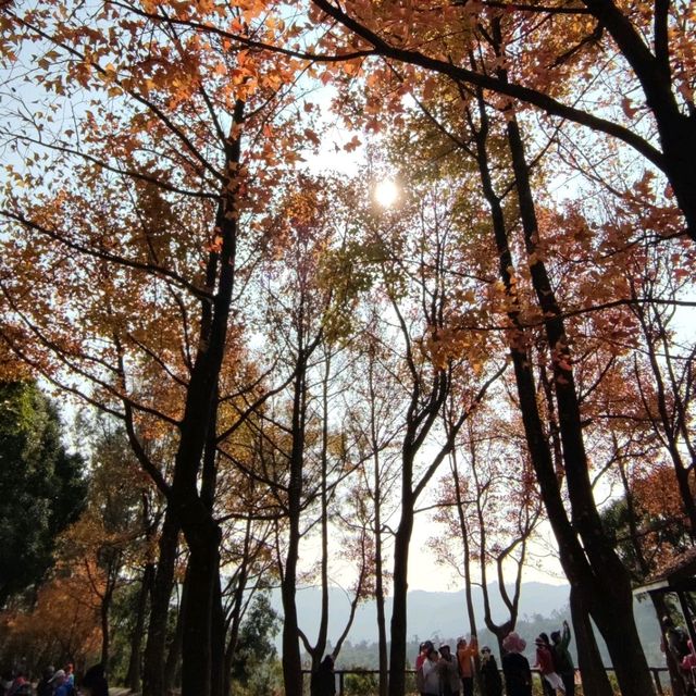 ✨打卡元朗最美紅葉楓香林🍁🍂📸✨ ✨打卡元朗最美紅葉楓香林🍁🍂📸✨