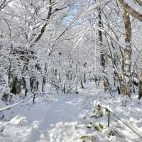 제주도 한라산 겨울 산행