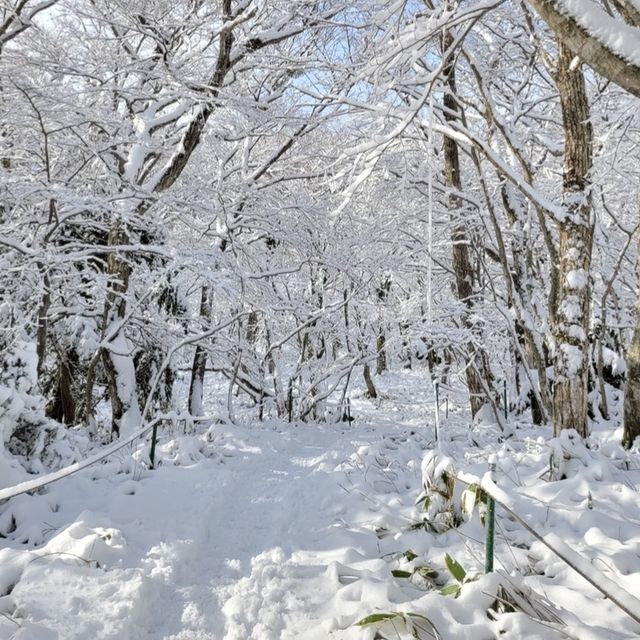 제주도 한라산 겨울 산행