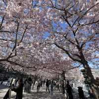 瑞典國王花園賞櫻🌸