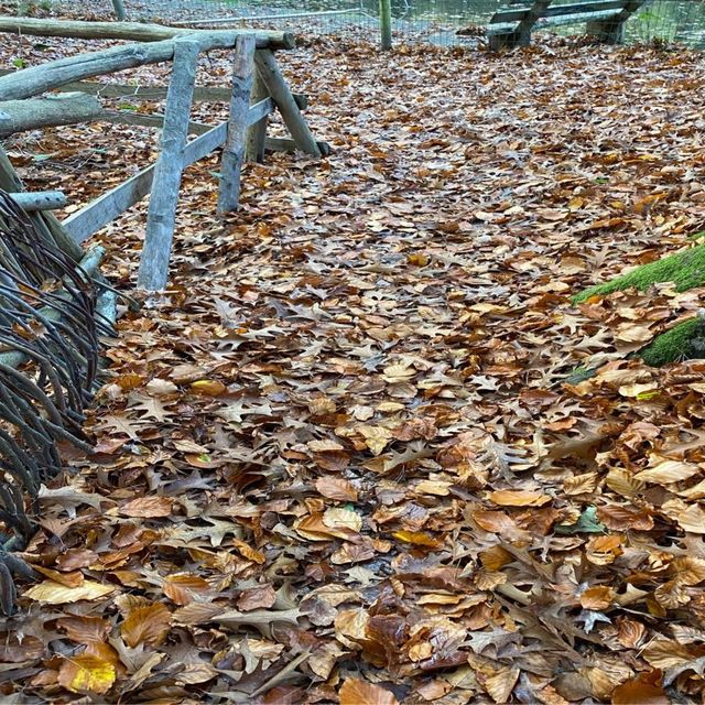 Autumn Hues in Taunus 🥰