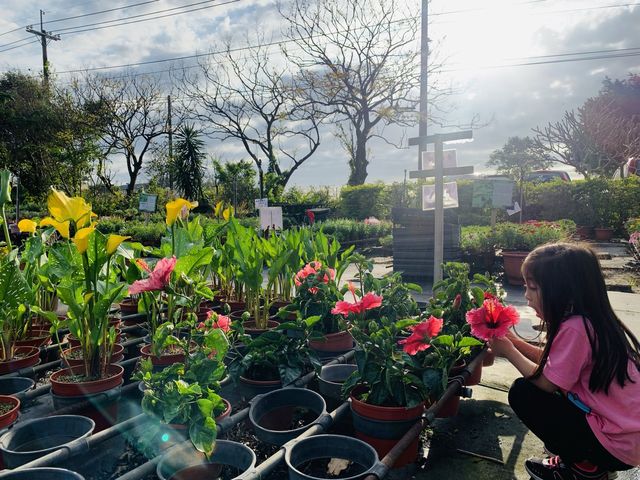 桃園景點-和春花卉農場