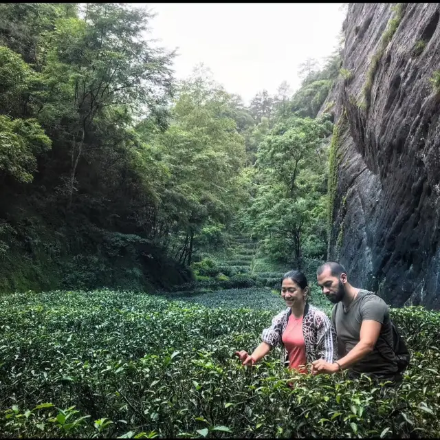 Hiking Da Hong Pao trail at Wuyi Mountain 🏔 