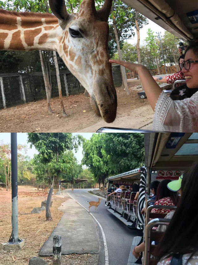 Chiang Mai's best place to take your kids for a walk 📣📣📣 Chiang Mai Night Safari