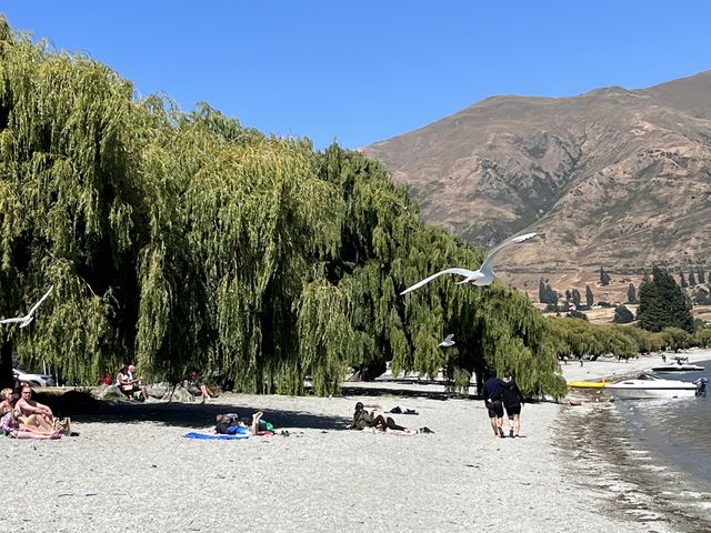 The tranquil lakeside of Wanaka Roy Bay.