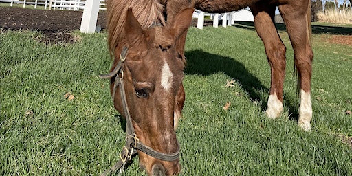2024-Orientation to Horses Saturdays | La Fleur Stables, L.L.C.