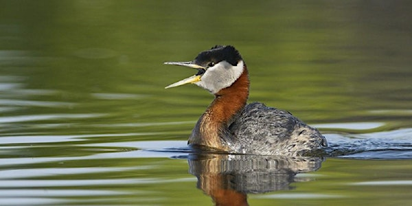 Donna Birkmaier Park Birding Tour - Saskatoon | Donna Birkmaier Park