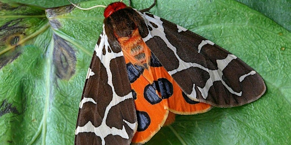 Moth Evening with the Norfolk Moth Group at Wheatfen | Wheatfen Nature Reserve