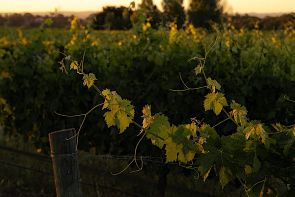 VINcabulary : Grape Comebacks | Vessel Liquor