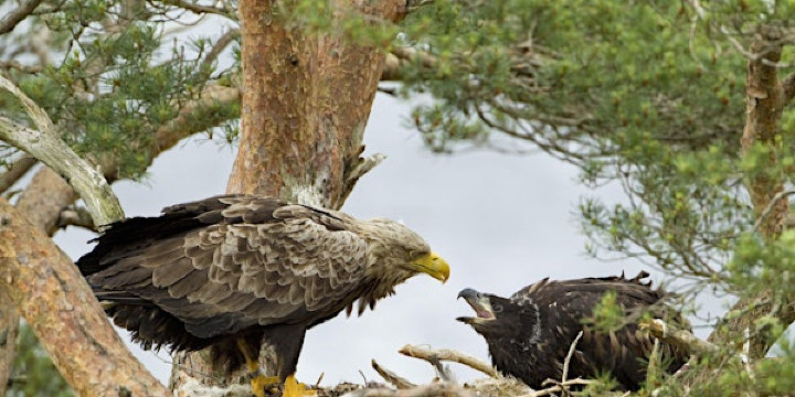 Birds and a Brew February, Raptor Raptures - Nature Discovery Centre, Friday 27 Feb | Nature Discovery Centre
