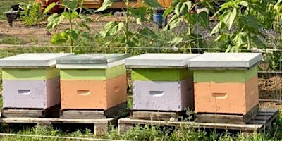 Introduction to Beekeeping | 822 Fourth Line W