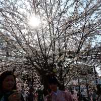 京都｜清水寺～觀光客必去景點