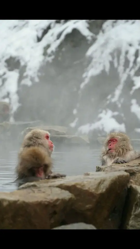 Monkeys bathing in natural hot spring!