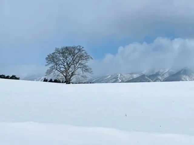 【岩手】小岩井農場の一本桜