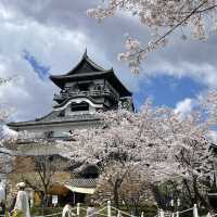 castle Inuyama with Sakura 