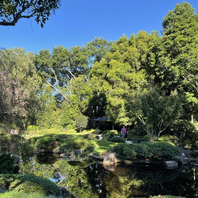 보타닉가든-마운틴쿠사 : Brisbane Botanic Gardens