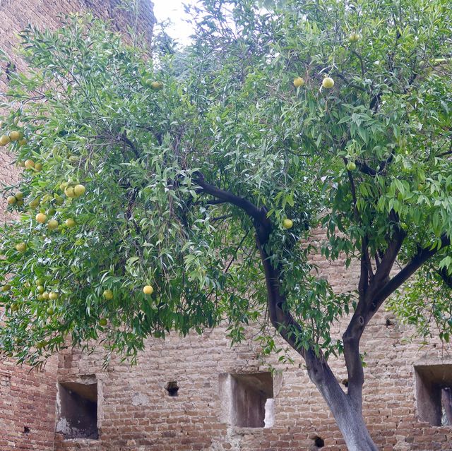 意大利 羅馬🔶 Giardino degli Aranci