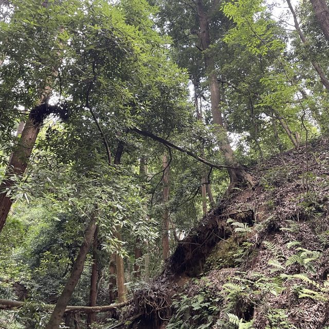 【横浜】ホタルの住む陣ヶ下渓谷公園