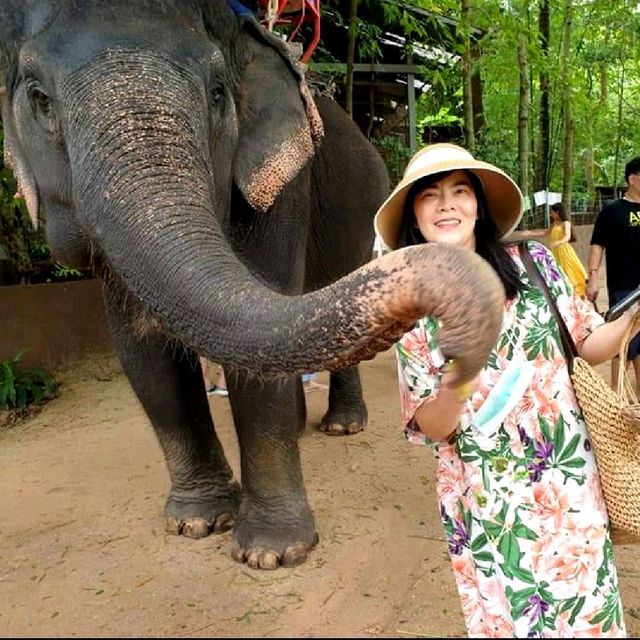 จิบกาแฟ ดูช้าง ที่มองช้างคาเฟ่ 🐘🐏🌳🌿🍂🍃