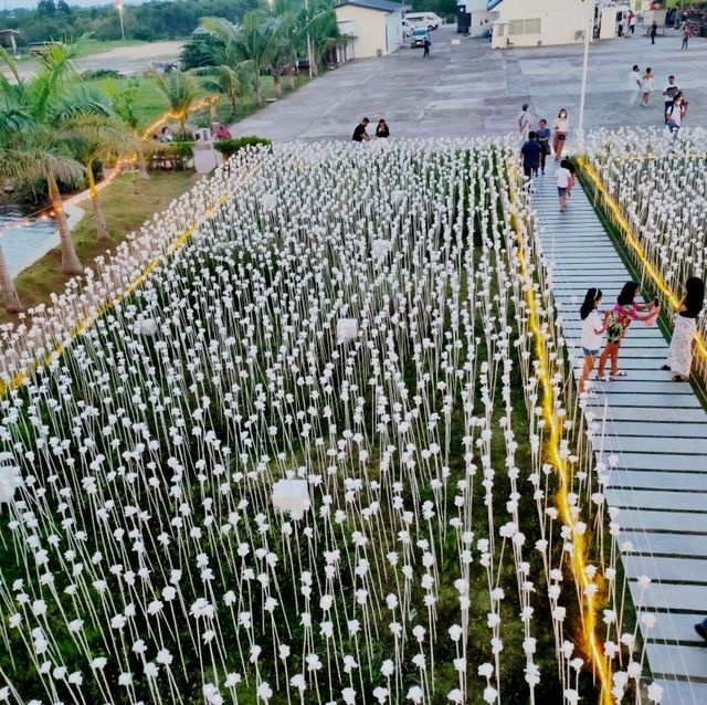 10,000 Roses