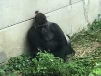 安くて広い駅近動物園🐼