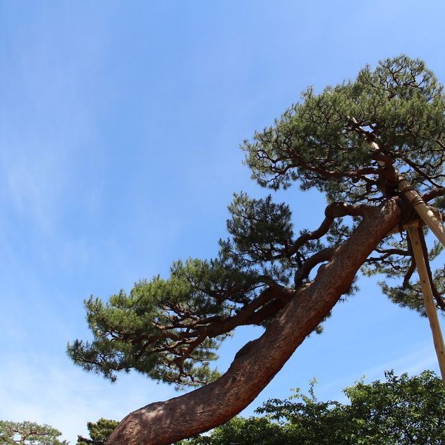 【金沢】圧倒的な日本庭園兼六園！