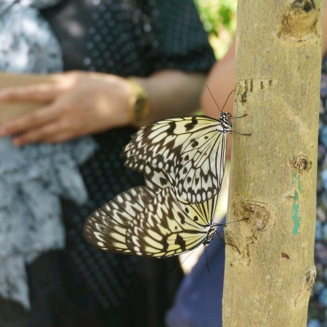 🦋보홀 나비 보호 센터에서 나비가 되어 볼 수 있어요