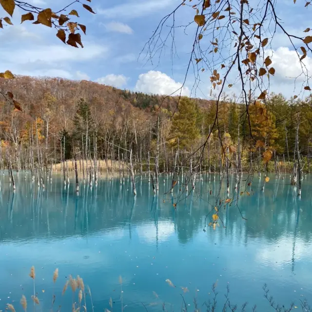 【北海道:美瑛】紅葉と青い池を愛でる
