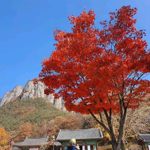 대한민국 5대단풍성지