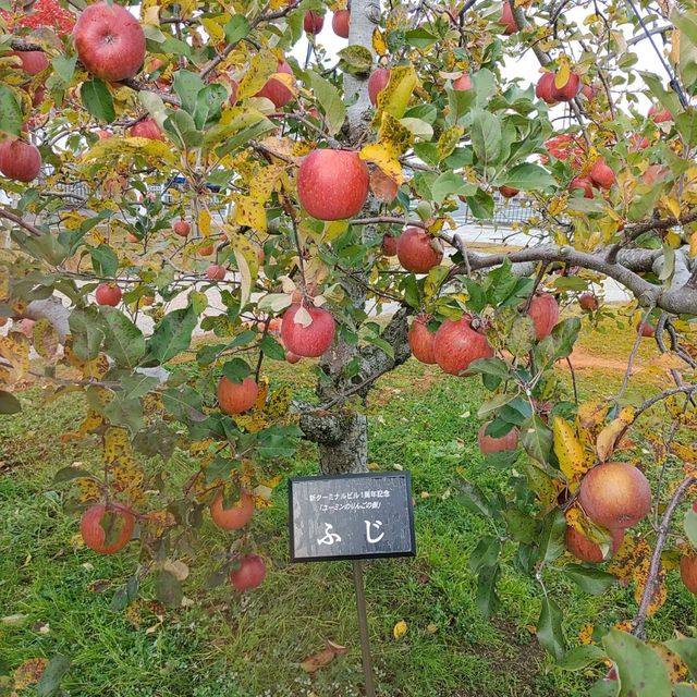 岩手県！花巻空港の紹介～秋～