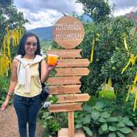 🍊🌿สวนของฉัน My garden ม่อนแจ่ม เชียงใหม่  🌿🍊 