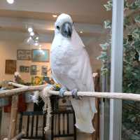 【大阪 東心斎橋】バードカフェで癒されちゃう🐦