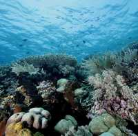 Bunaken Marine Park, North Sulawesi 