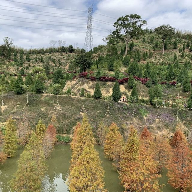 三灣落羽松莊園 🖌 秋意濃🍁的文青打卡景點