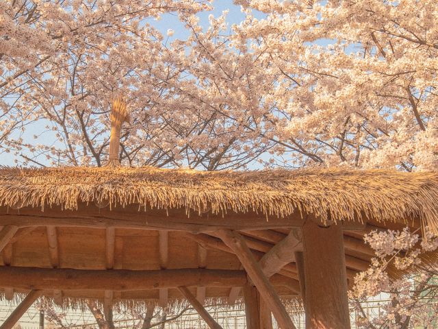 벚꽃 아래에서 인생샷 건질 수 있는 벚꽃명소🌸 :: 서울숲
