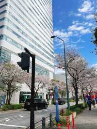 桜が見頃の【さくら通り】🌸