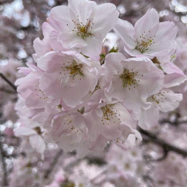 加拿大🇨🇦 溫哥華