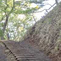 高度を上げる新緑の大倉尾根