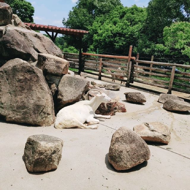 大型犬と山羊・ひつじにふれあえる！姫路セントラルパーク