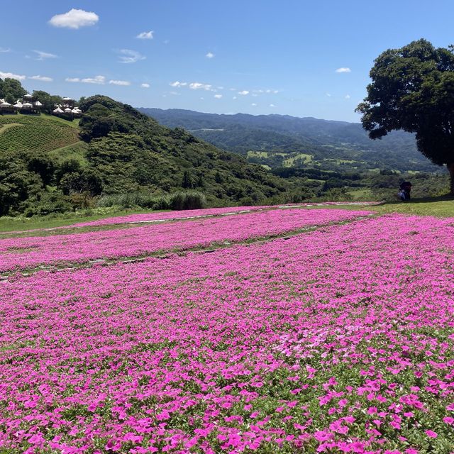 マザー牧場にて