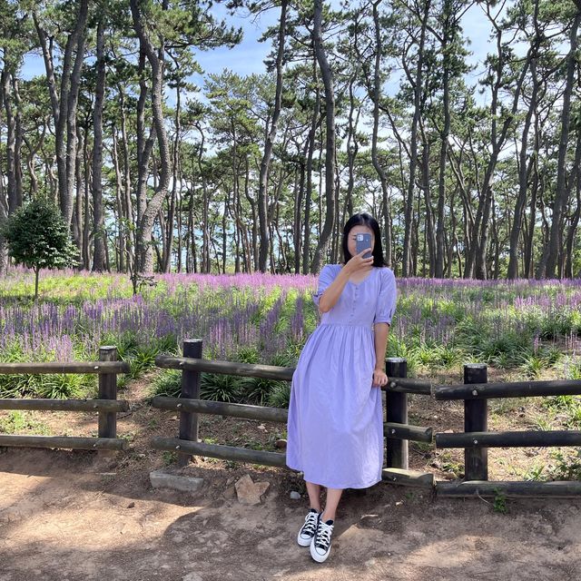 👀 지금 대왕암공원에 가야하는 이유 🌳 보라색 꽃밭 💜 맥문동