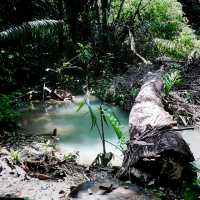 The Windsor Nature Park In Singapore