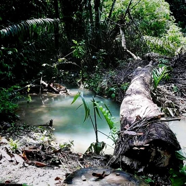 The Windsor Nature Park In Singapore