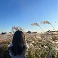 노을 맛집 억새 가득한 “하늘공원”🌾💛