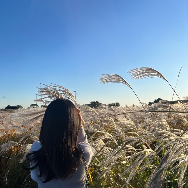 노을 맛집 억새 가득한 “하늘공원”🌾💛
