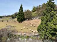 南投清境天空步道｜美麗山景+羊咩咩好可愛🐑