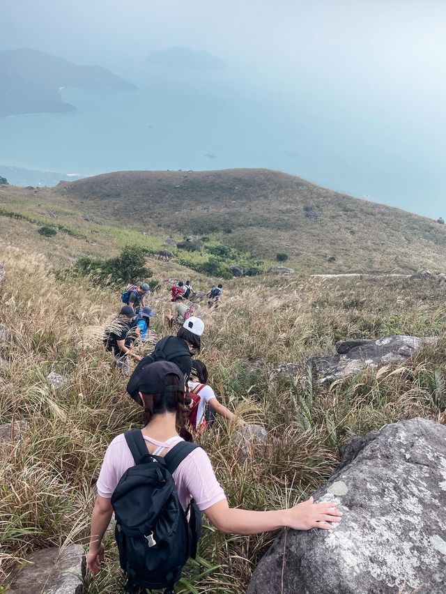 行山遊記 大東山芒草打卡之初體驗